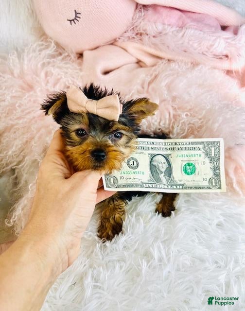 Yorkshire Terrier dogs Yorkshire Terrier Puppy 1 - Ad 17