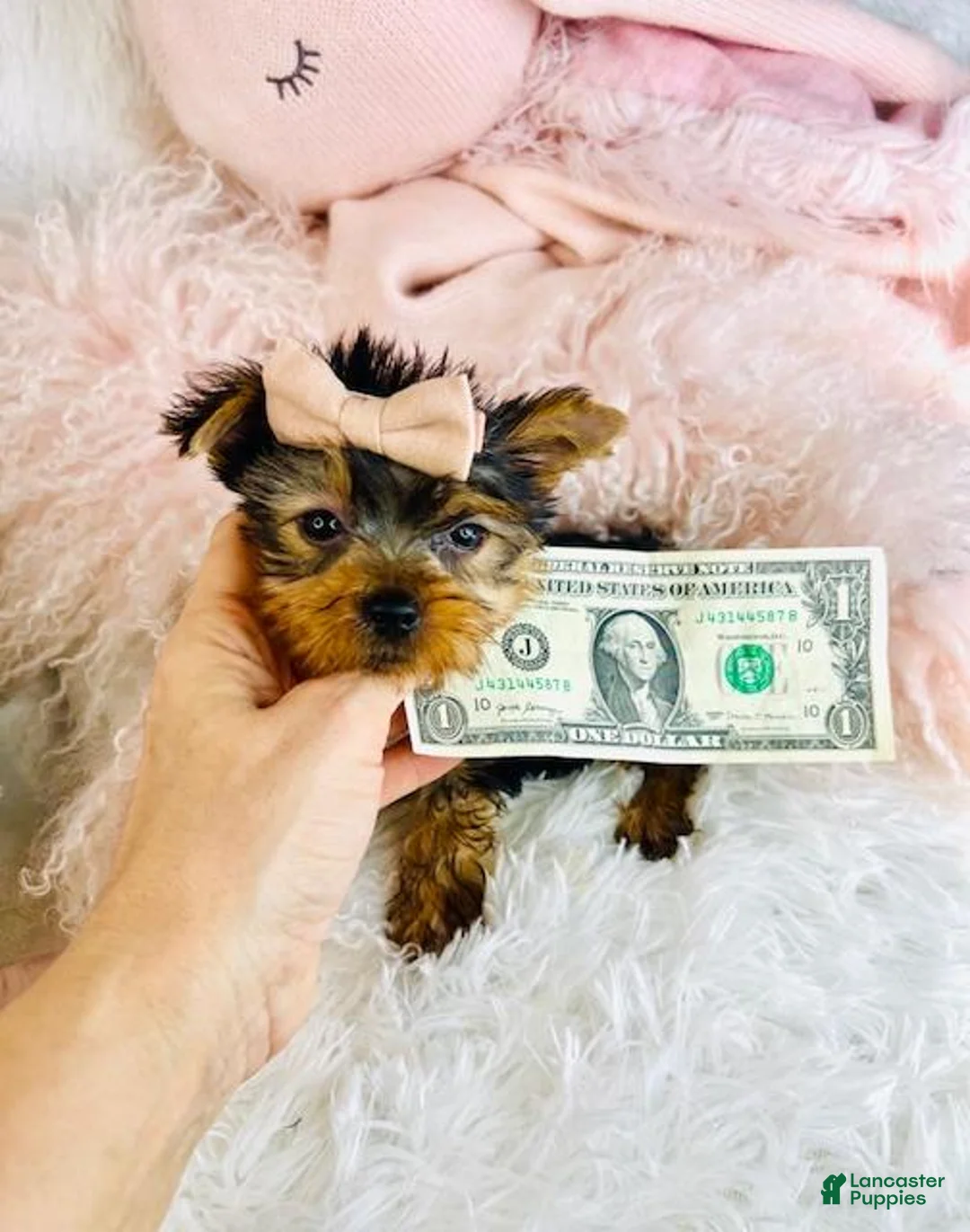 Yorkshire Terrier dogs for sale: Yorkshire Terrier Puppy 1 - Ad 1