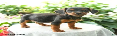Prince  