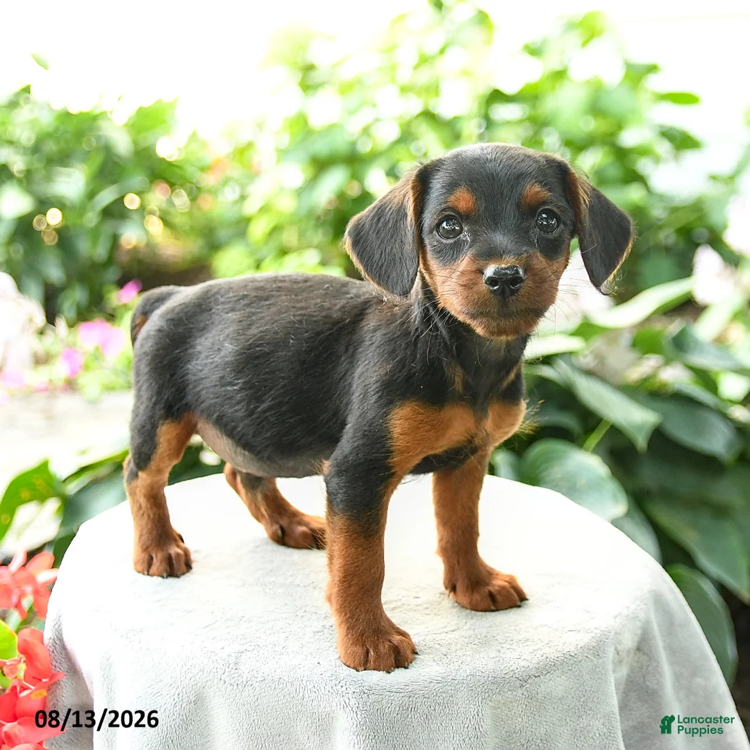 Yorkiepoo dogs for sale: Prince   - Ad 1
