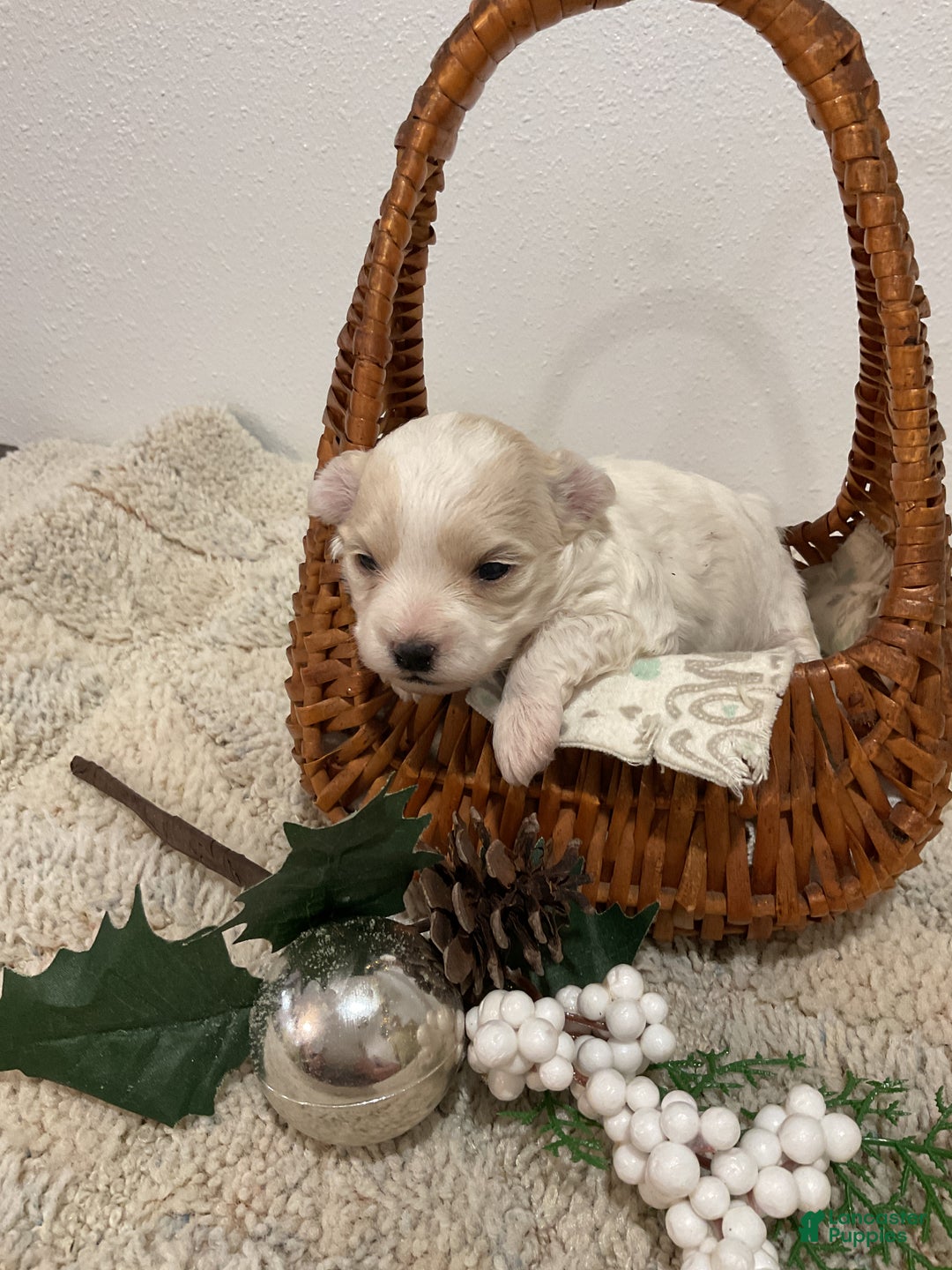 Maltipoo dogs for sale: HOLLY - Ad 8