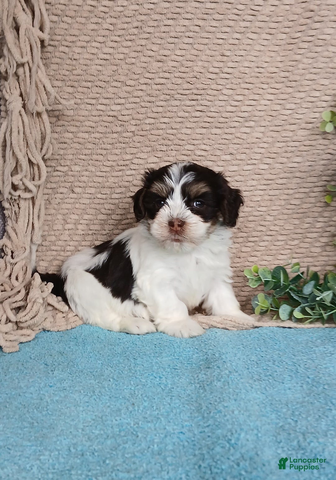 Havanese dogs for sale: Faith  - Ad 4