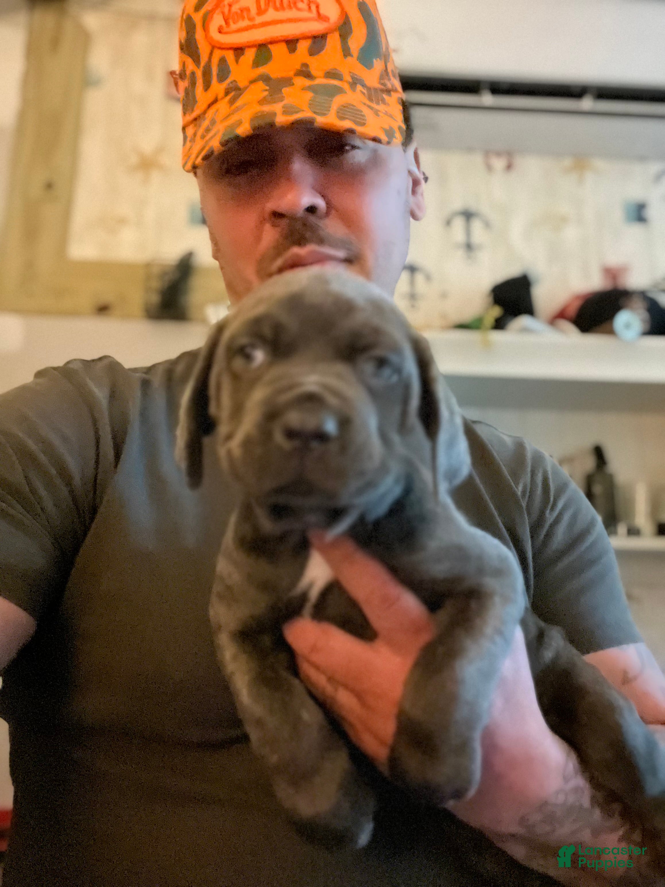 Cane Corso dogs for sale: Cane Corso Puppy 2 - Ad 2