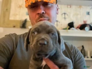 Cane Corso dogs Cane Corso Puppy 2 - Ad 34