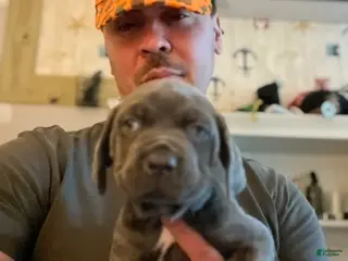 Cane Corso dogs Cane Corso Puppy 2 - Ad 3