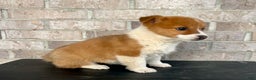Welsh Corgi Pembroke dogs for sale: Grace - Ad 6