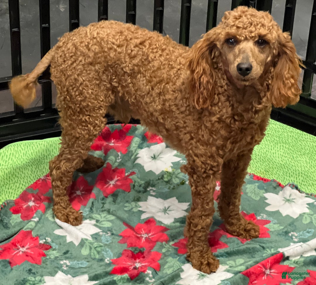 Miniature Poodle dogs for sale: Brent - Ad 3