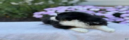 Miniature Australian Shepherd dogs for sale: Apple - Ad 9