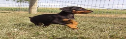 Doberman Pinscher dogs for sale: Nash  - Ad 3