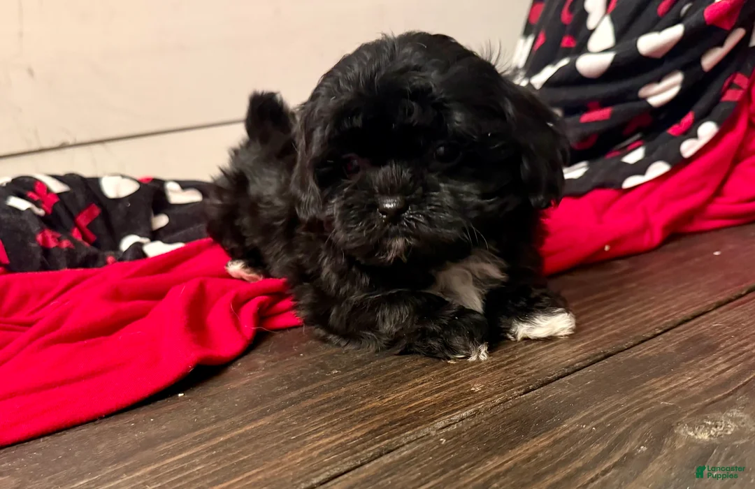Shihpoo dogs for sale: Luna - Ad 2