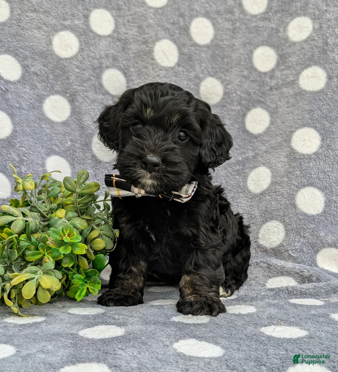 Cockapoo dogs for sale: Jordi - Ad 1