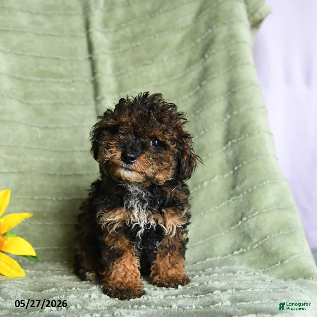 Toy Poodle dogs for sale: Kendall - Ad 2