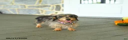 Miniature Dachshund dogs for sale: Sparky - Ad 6