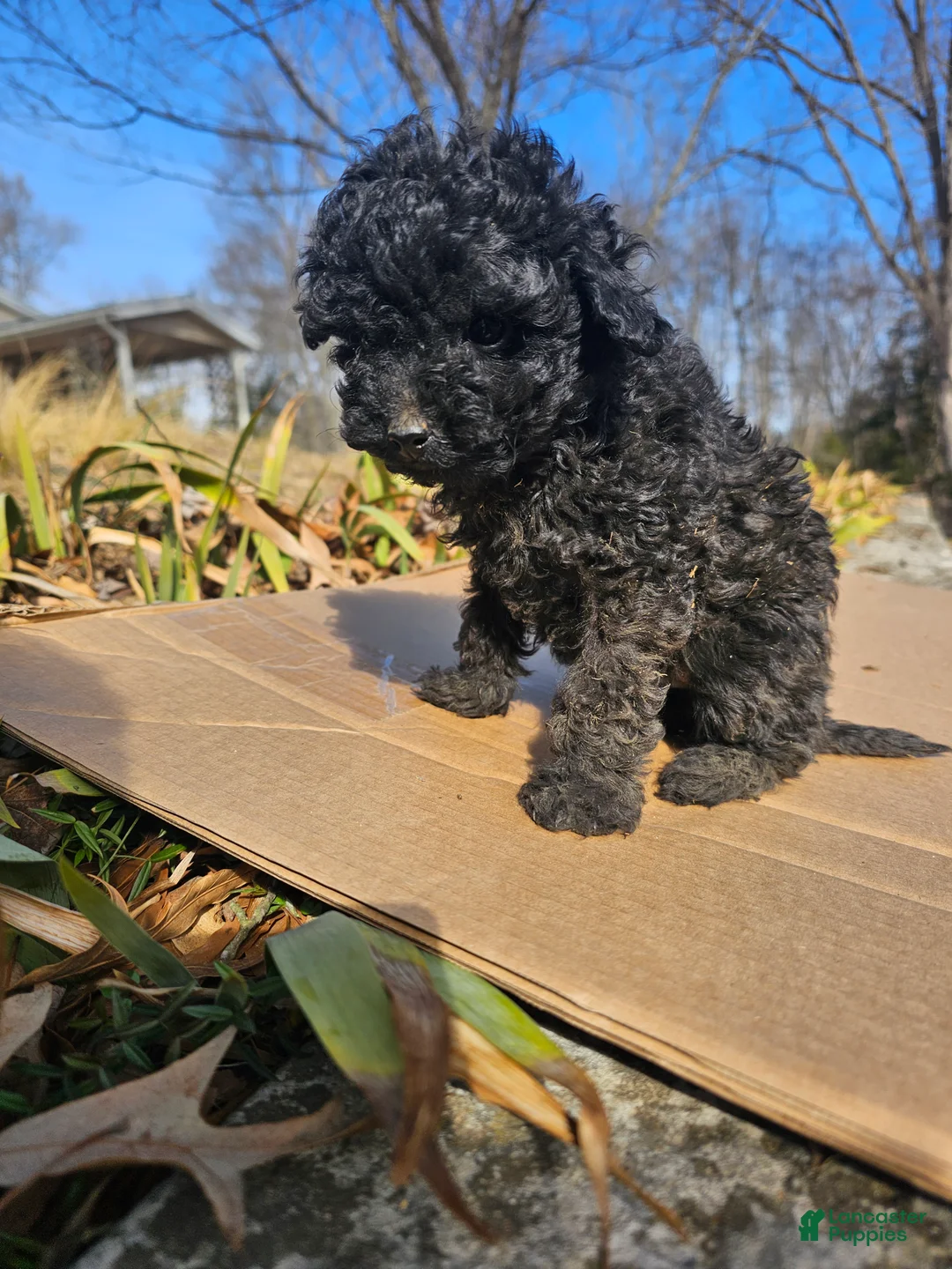 Toy Poodle dogs for sale: Angela  - Ad 1