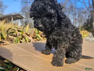 Toy Poodle dogs Angela - Ad 21