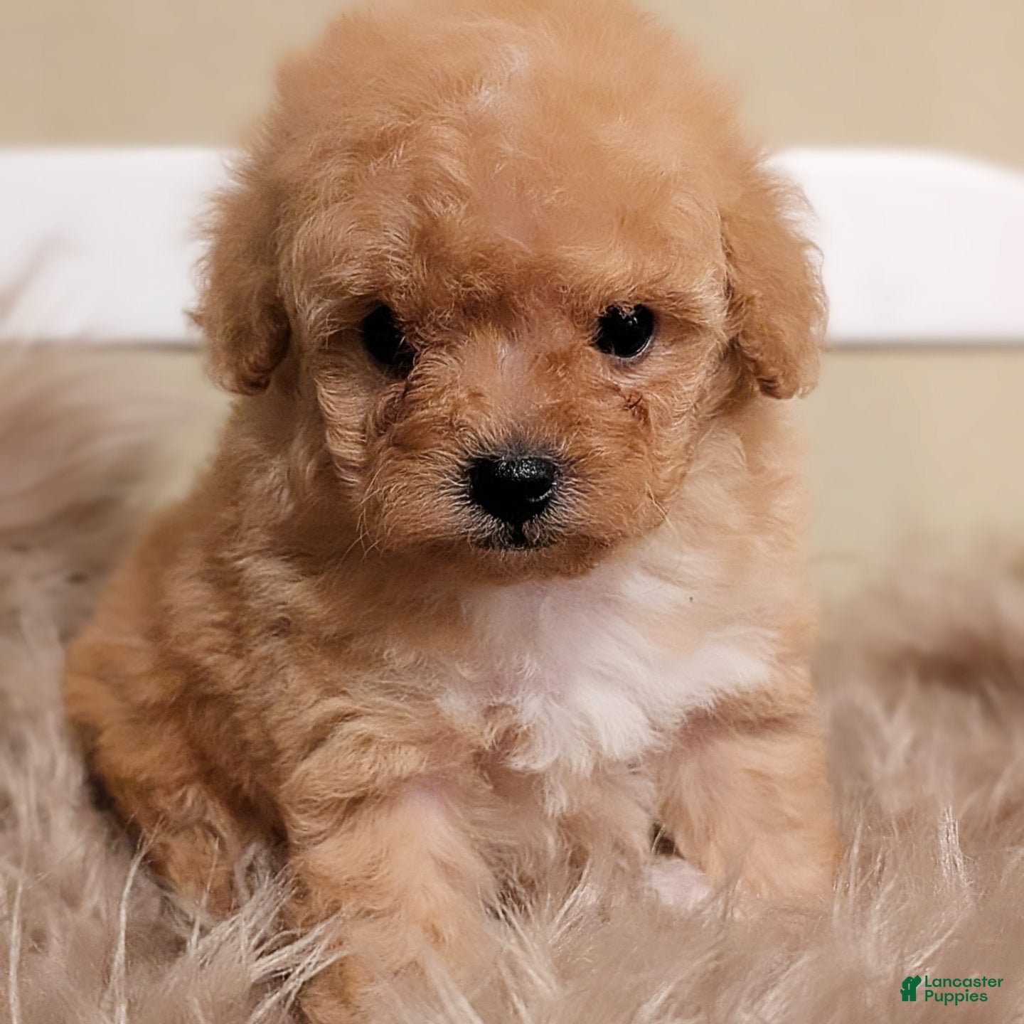Toy Poodle dogs HARRY - Ad 12