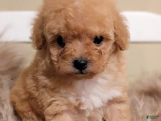 Toy Poodle dogs HARRY - Ad 1