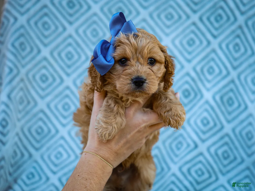 Cavapoo dogs for sale: Trevor Cavapoo Pup - Ad 4