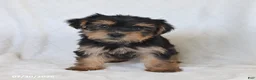 Yorkshire Terrier dogs for sale: Sunny  - Ad 3