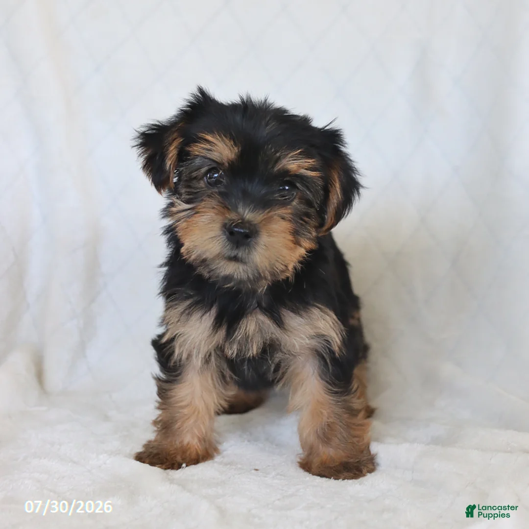 Yorkshire Terrier dogs for sale: Sunny  - Ad 3