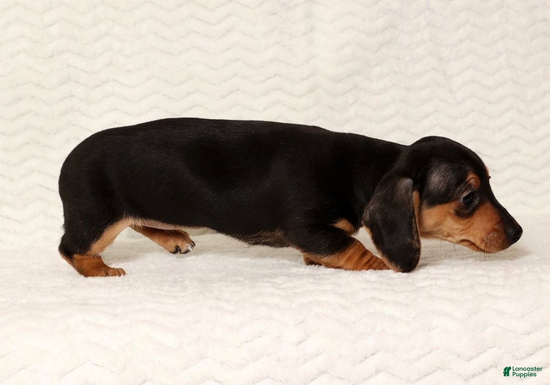 Miniature Dachshund dogs for sale: Emmy - Ad 6