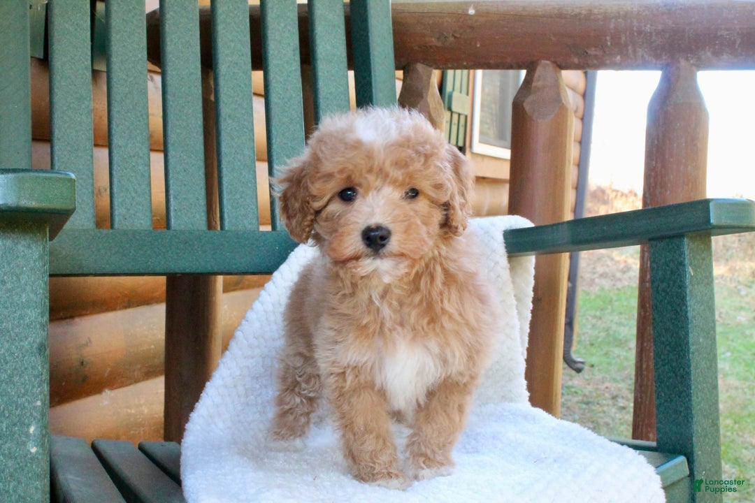 Mini Goldendoodle dogs for sale: Sugar - Ad 6