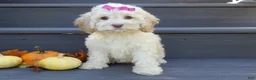 Cockapoo dogs for sale: Trixie - Ad 6