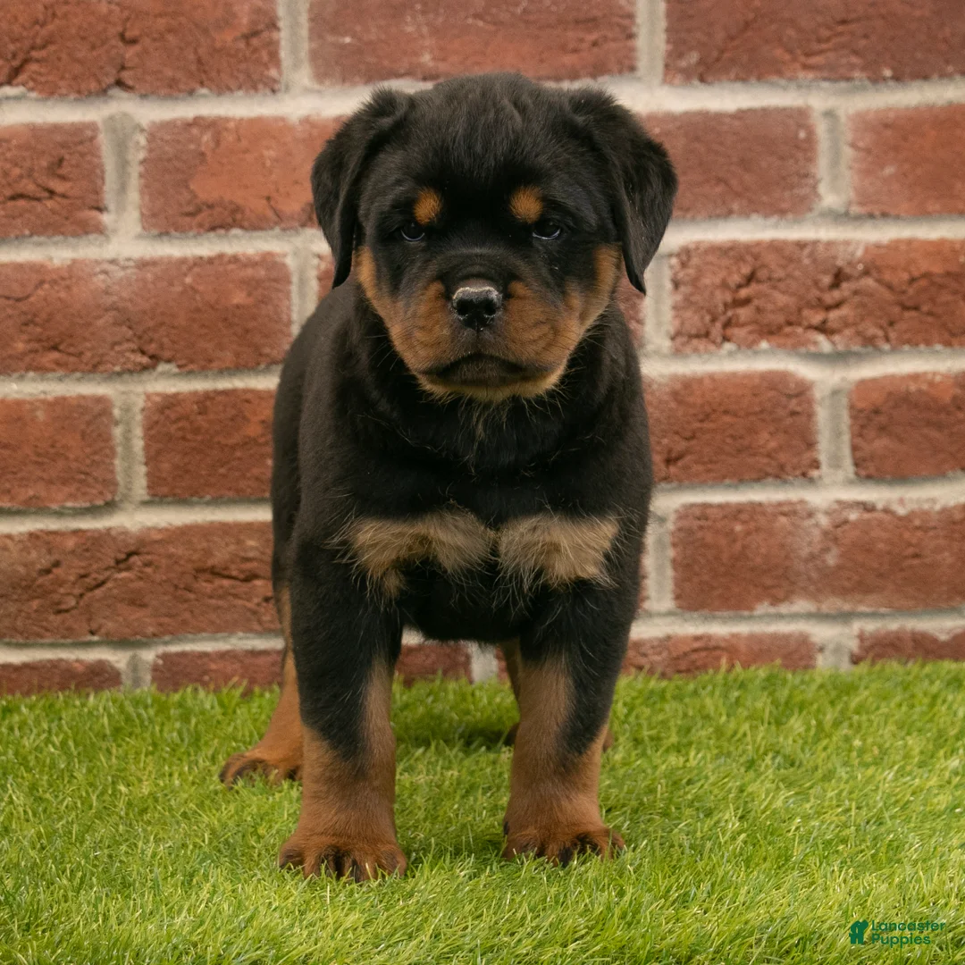 Rottweiler dogs for sale: Violet - Ad 2