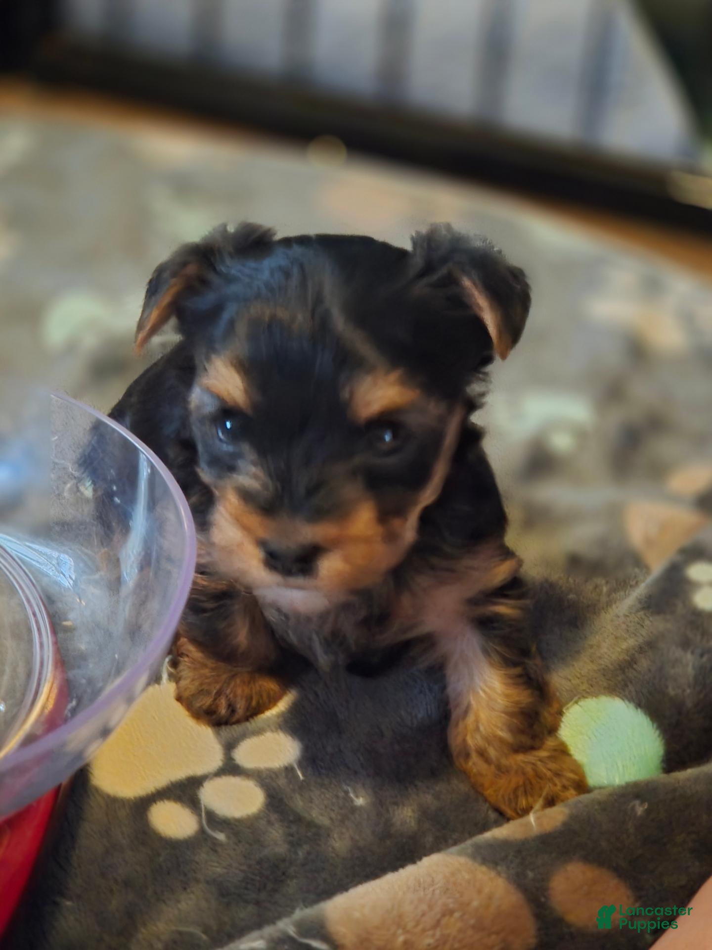 Yorkshire Terrier dogs Yorkshire Terrier 2 - Ad 2