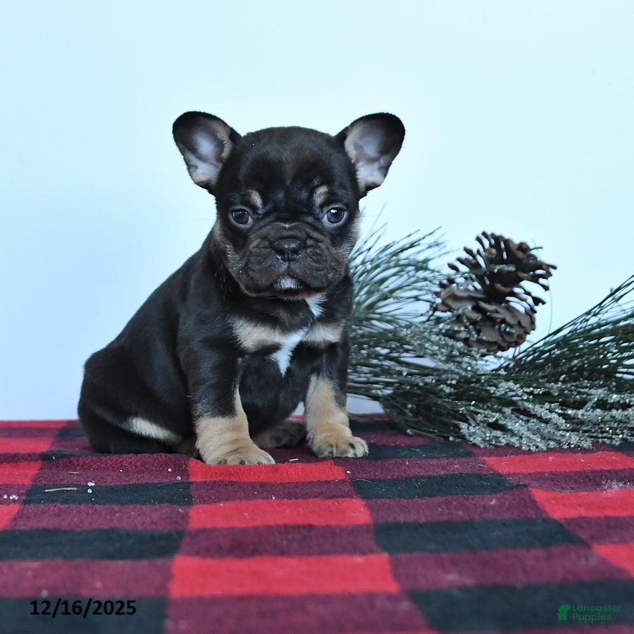 Mixed Breed dogs Dahlia - Ad 7