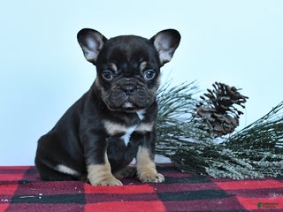 Mixed Breed dogs Dahlia - Ad 7