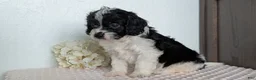 Cavapoo dogs for sale: Sparky - Ad 7