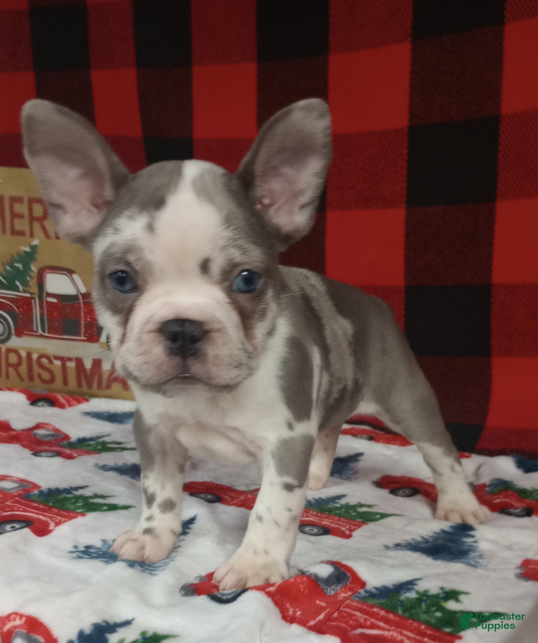 French Bulldog dogs for sale: Hailey  - Ad 6