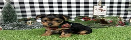 Yorkshire Terrier dogs for sale: Amber - Ad 2