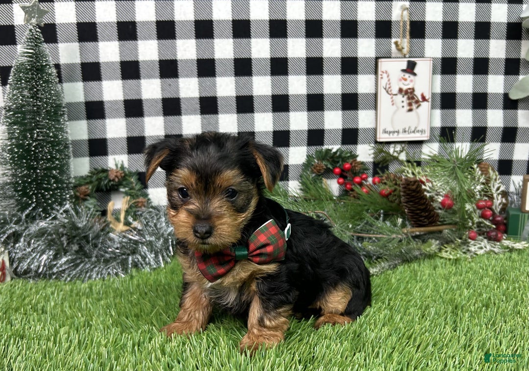 Yorkshire Terrier dogs for sale: Amber - Ad 2