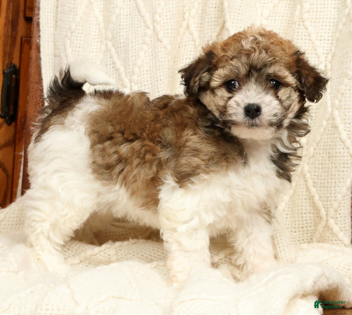 Havanese dogs Allie - Ad 1