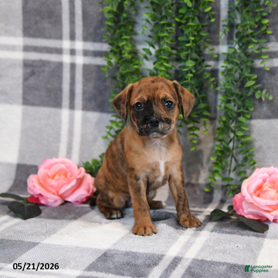 Mixed Breed dogs George - Ad 1
