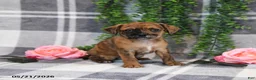 Mixed Breed dogs for sale: George - Ad 1
