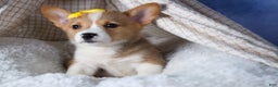 Welsh Corgi Pembroke dogs for sale: Monty - Ad 23