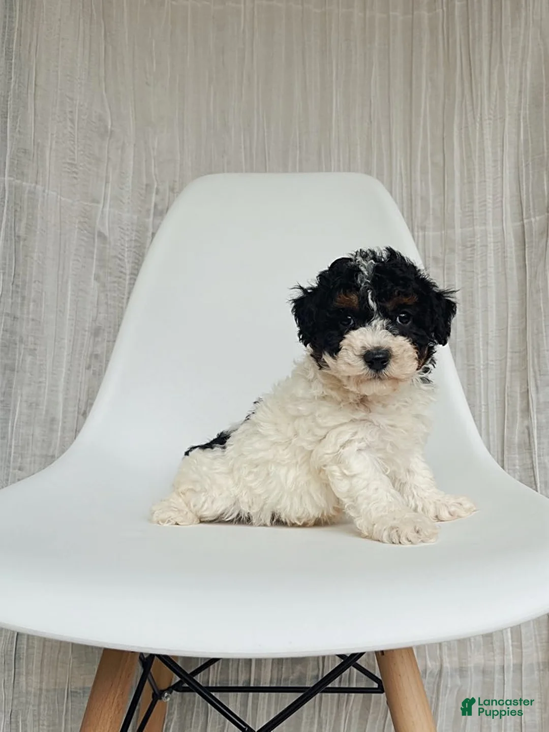 Gallery Image {{count}}