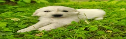 Golden Retriever dogs for sale: Rosie - Ad 3