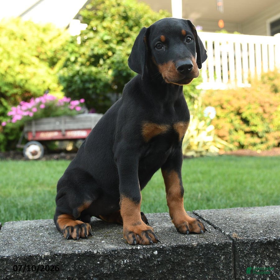 Doberman Pinscher dogs Iris - Ad 1