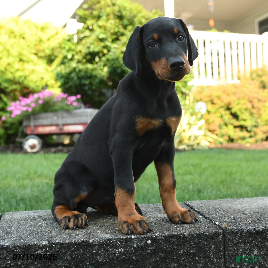 Doberman Pinscher dogs for sale: Iris - Ad 1