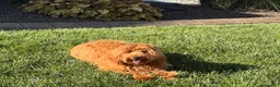 Cavapoo dogs for sale: Lyndon F1b  - Ad 6