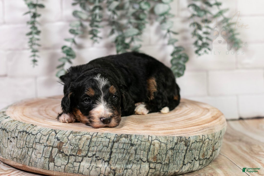 Bernedoodle dogs for sale: Hockey - Ad 9