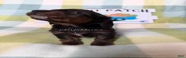 AKC Black & Tan Brindle Long Haired Male Dachshund Male ALL Clear
