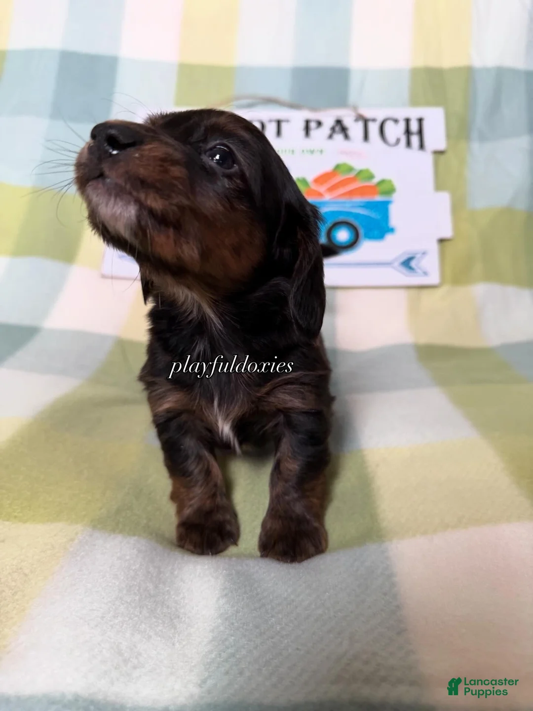 Dachshund dogs for sale: AKC Black & Tan Brindle Long Haired Male Dachshund Male ALL Clear - Ad 1