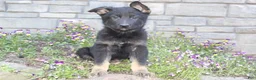 German Shepherd dogs for sale: Diesel  - Ad 6