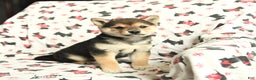 Shiba Inu dogs for sale: Jingles - Ad 3