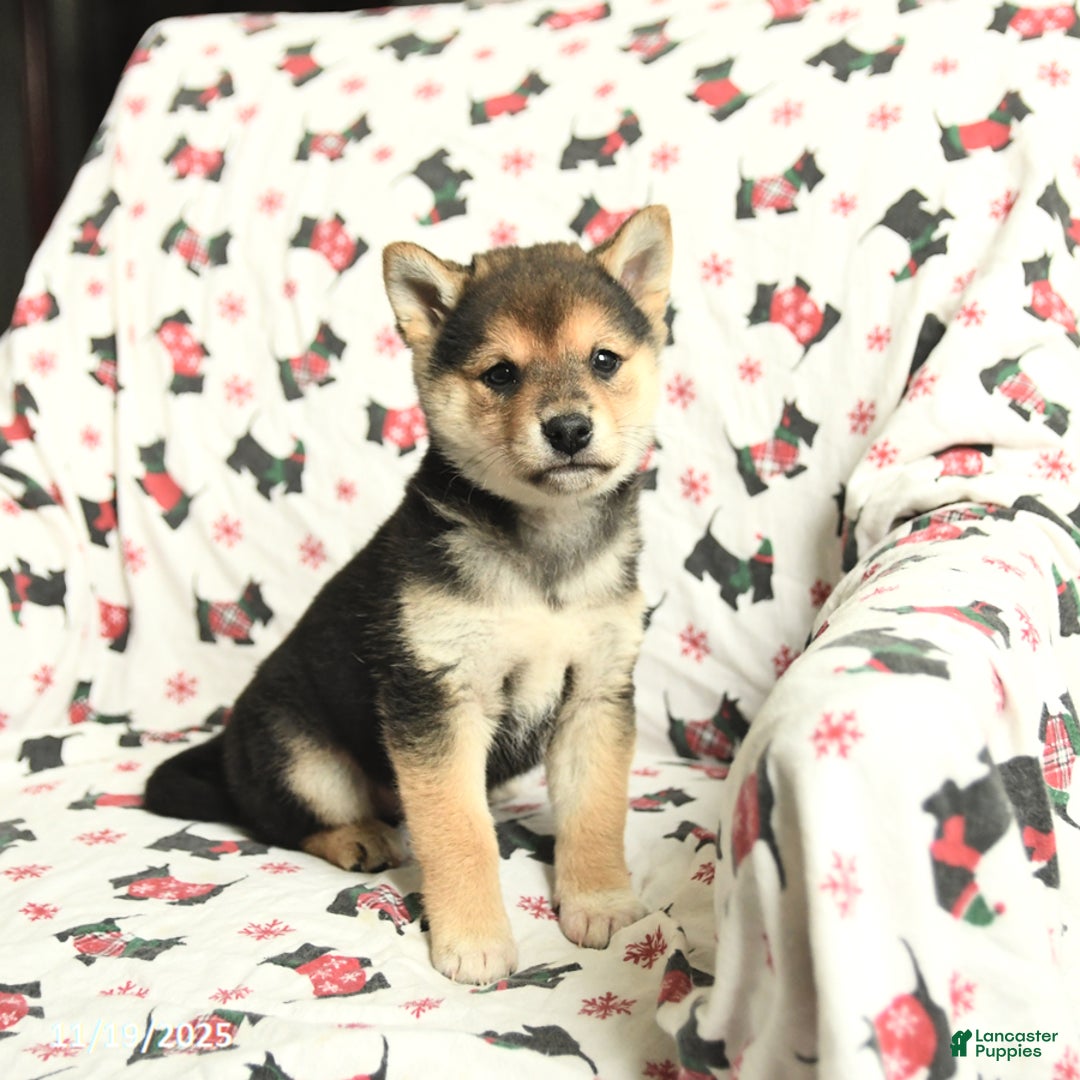 Shiba Inu dogs for sale: Jingles - Ad 3